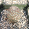 Rebutia heliosa