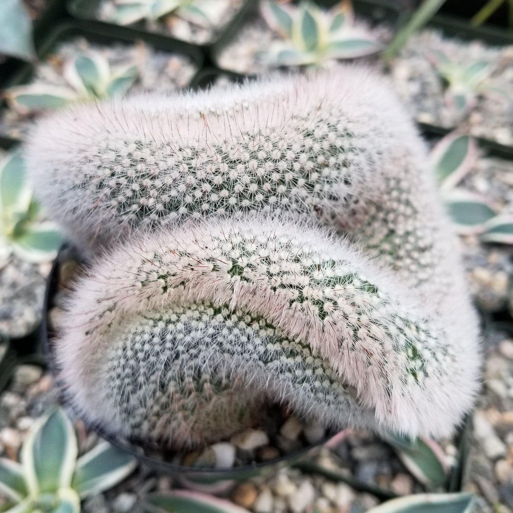 Mammillaria crest Red Cap