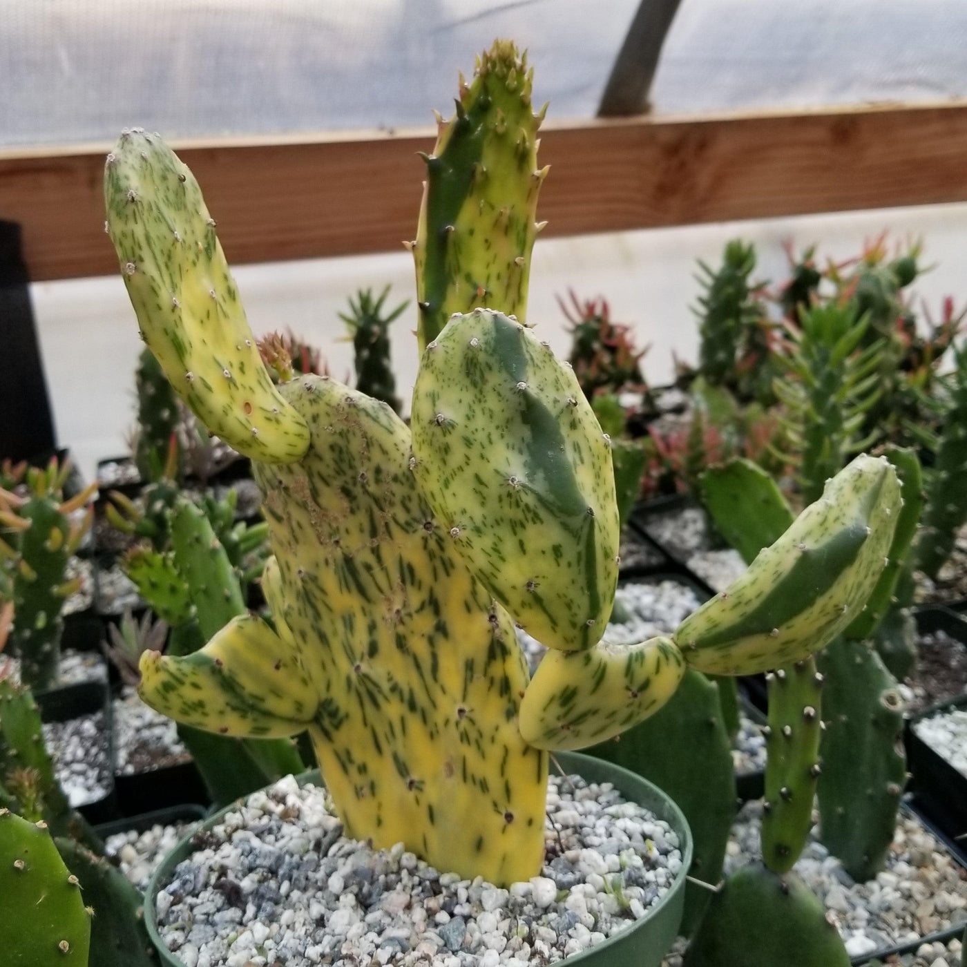 prickly pear cactus sunburn Sunburst Prickly Pear