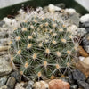 Rebutia flavistyla