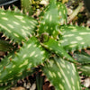 Aloe jucunda