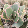 Variegated Lavender Scallops - Kalanchoe fedtschenkoi variegata