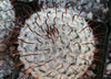 Mammillaria perez de la rosae