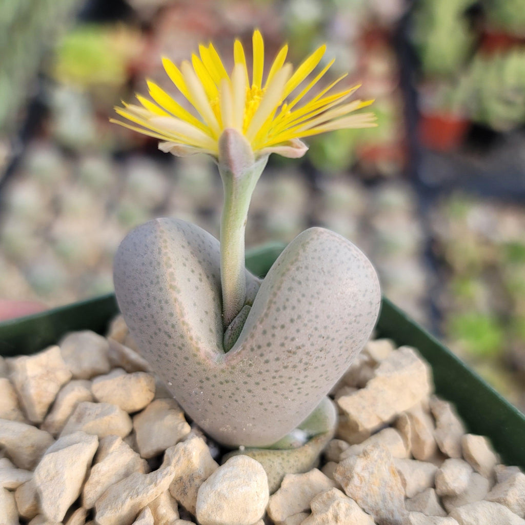 Dinteranthus microspermus puberulus