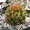 Mammillaria carmenae