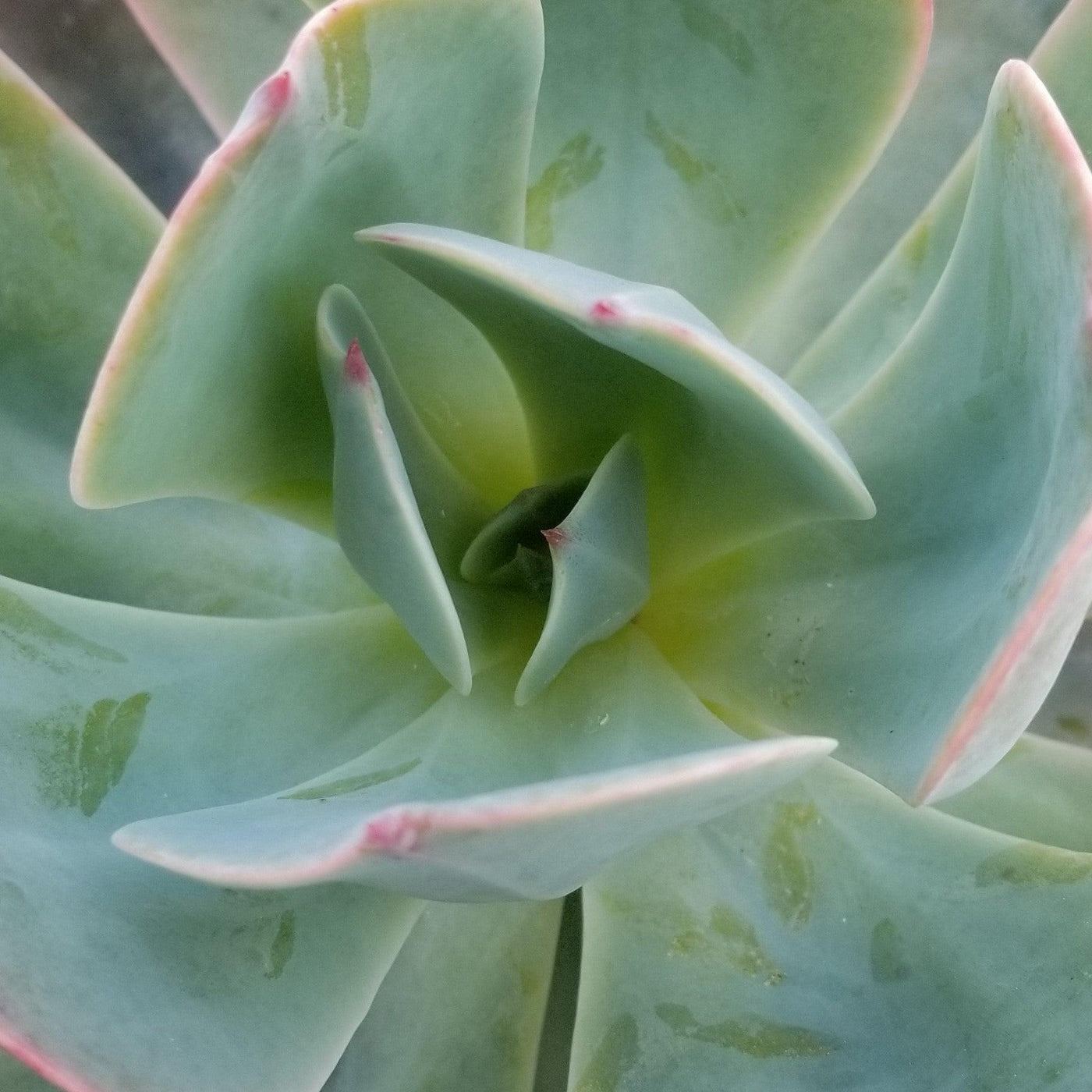 echeveria blue sky succulent plant Purchase Echeveria Blue Sky Online