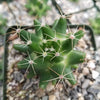 Mammillaria uberiformis
