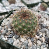 Rebutia vulpina