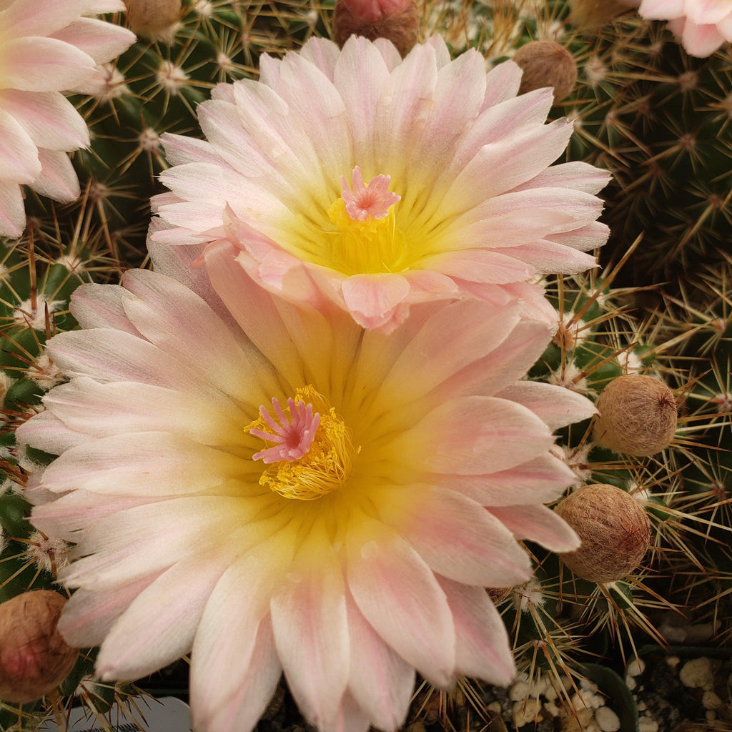 Notocactus roseoluteus