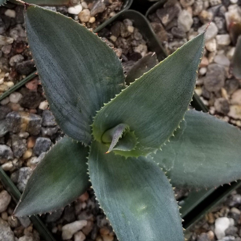 Agave pablocarrilloi
