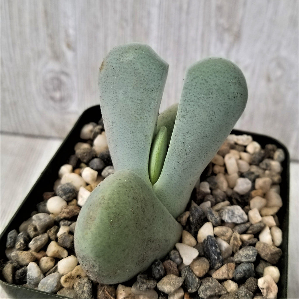 Cheiridopsis pillansii