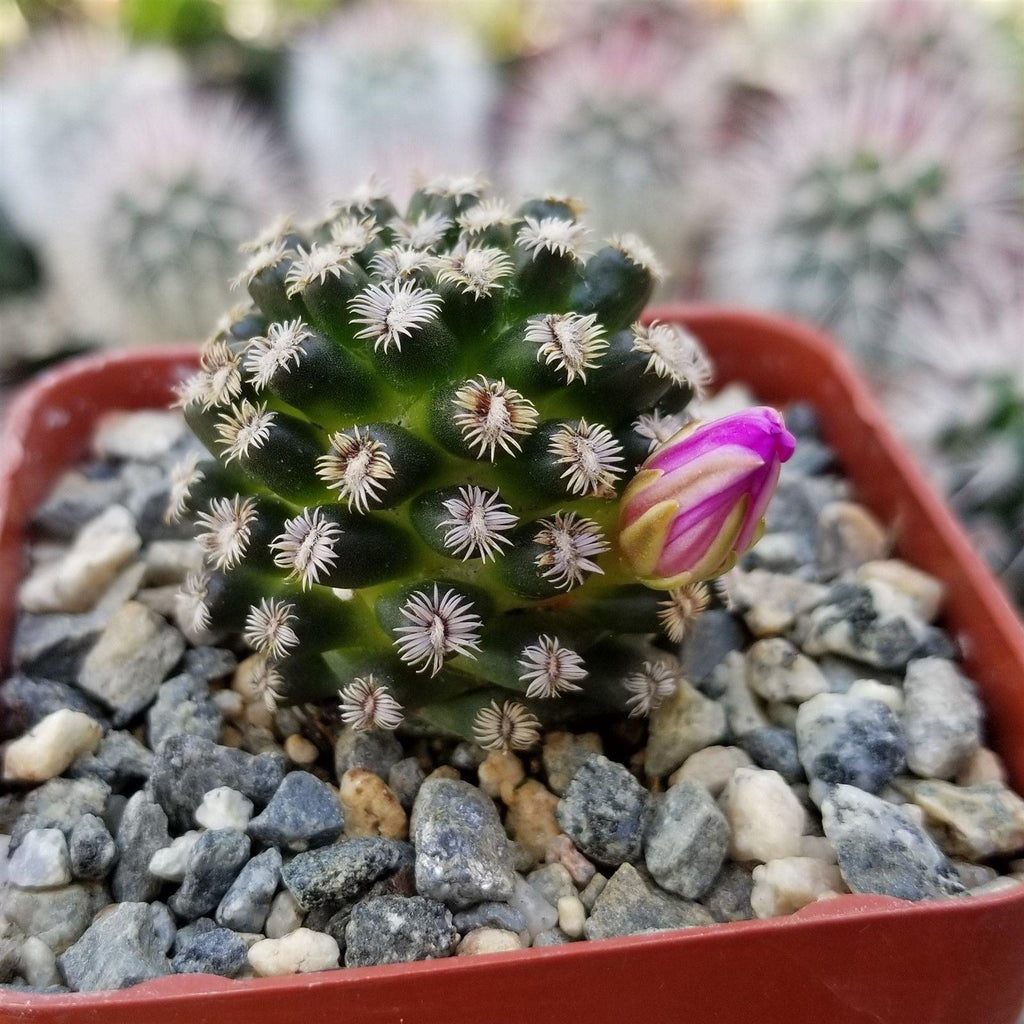 Mammillaria hernandezii