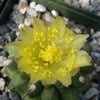 Copiapoa esmeraldana