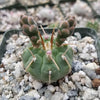 Gymnocalycium vatteri paucispinum