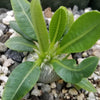 Pachypodium brevicaule