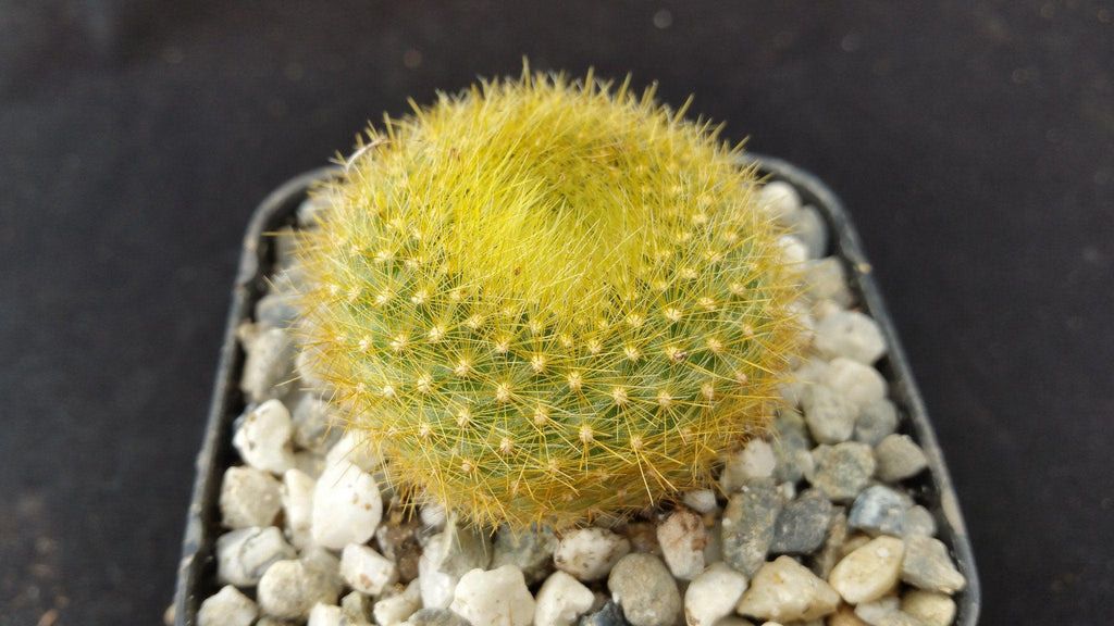 Notocactus graessneri flaviflorus