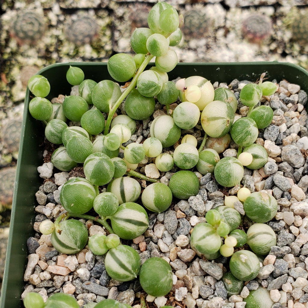 Variegated String of Pearls - Senecio Rowleyanus Variegated