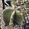 Cereus peruvianus spiralis twist