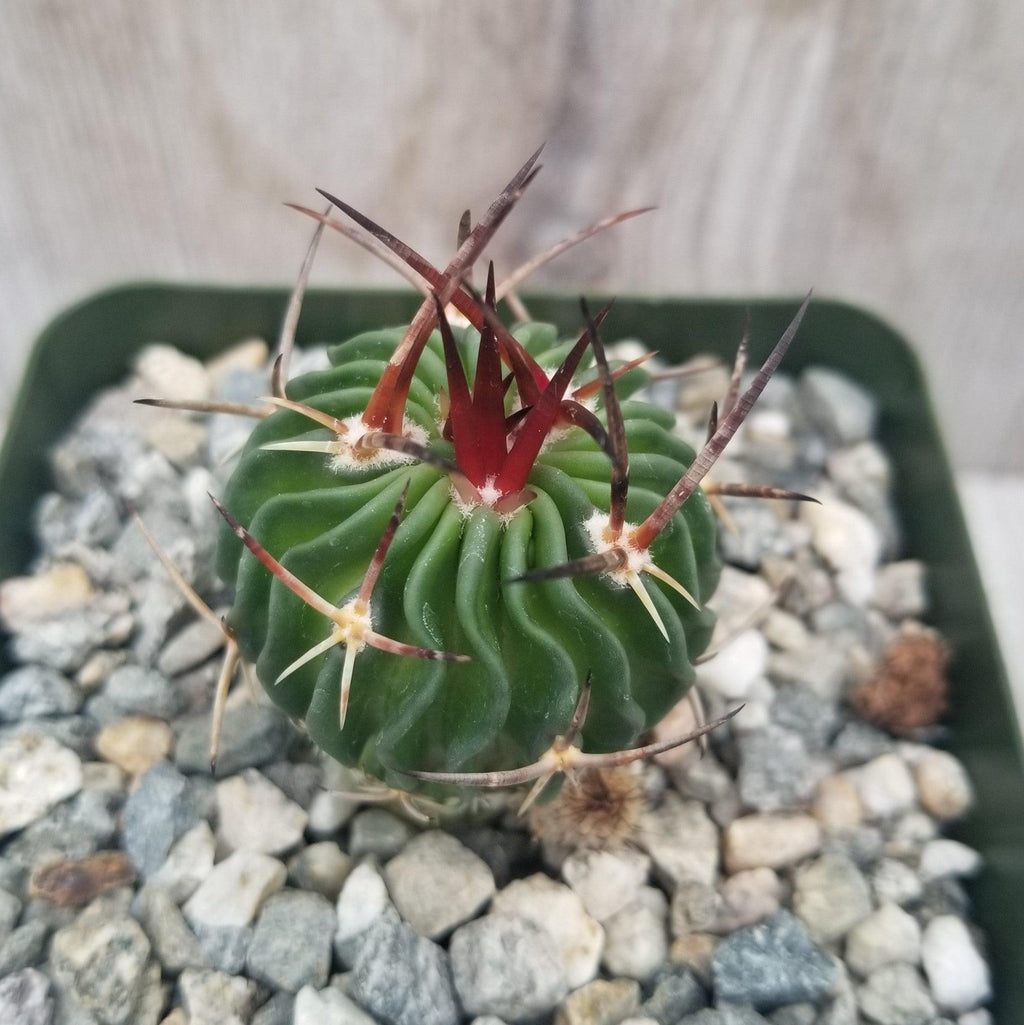 Echinofossulocactus Ri8
