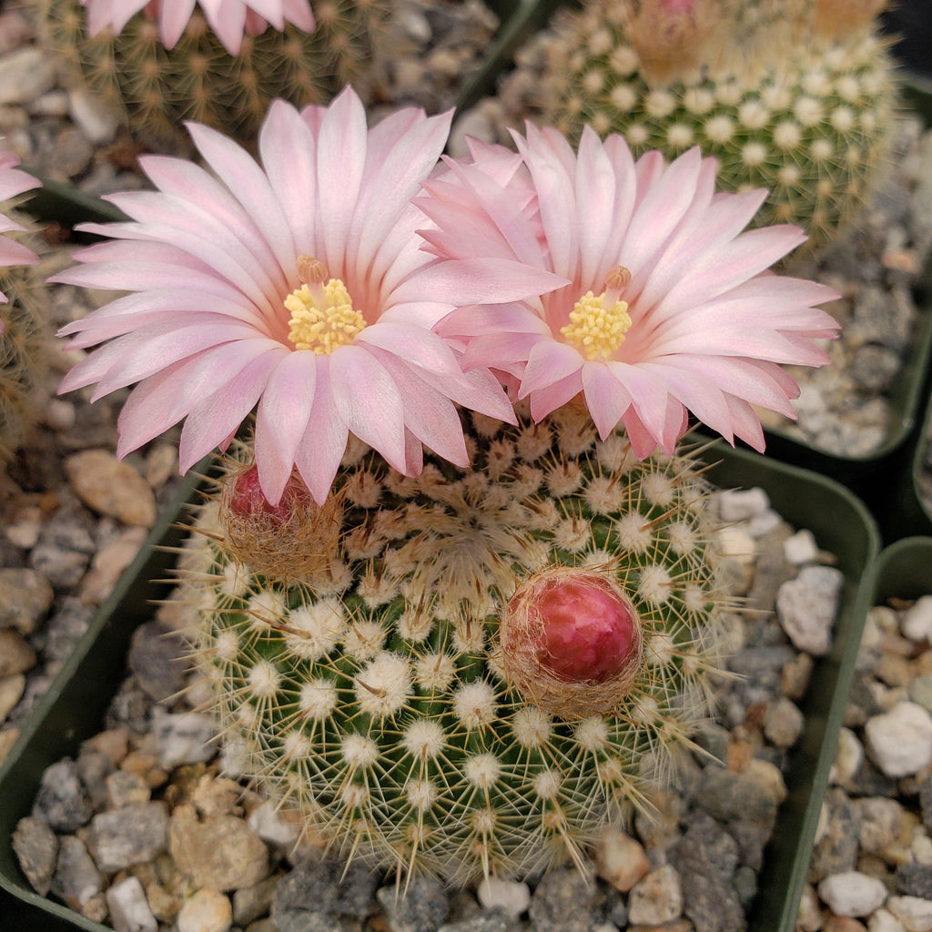 Notocactus gutierezii