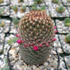 Mammillaria matudae