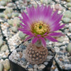 Echinocereus reichenbachii v. minor