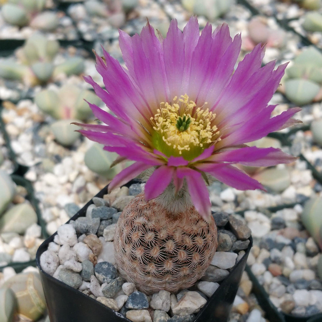 Echinocereus reichenbachii v. minor