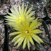 Gymnocalycium dopianum