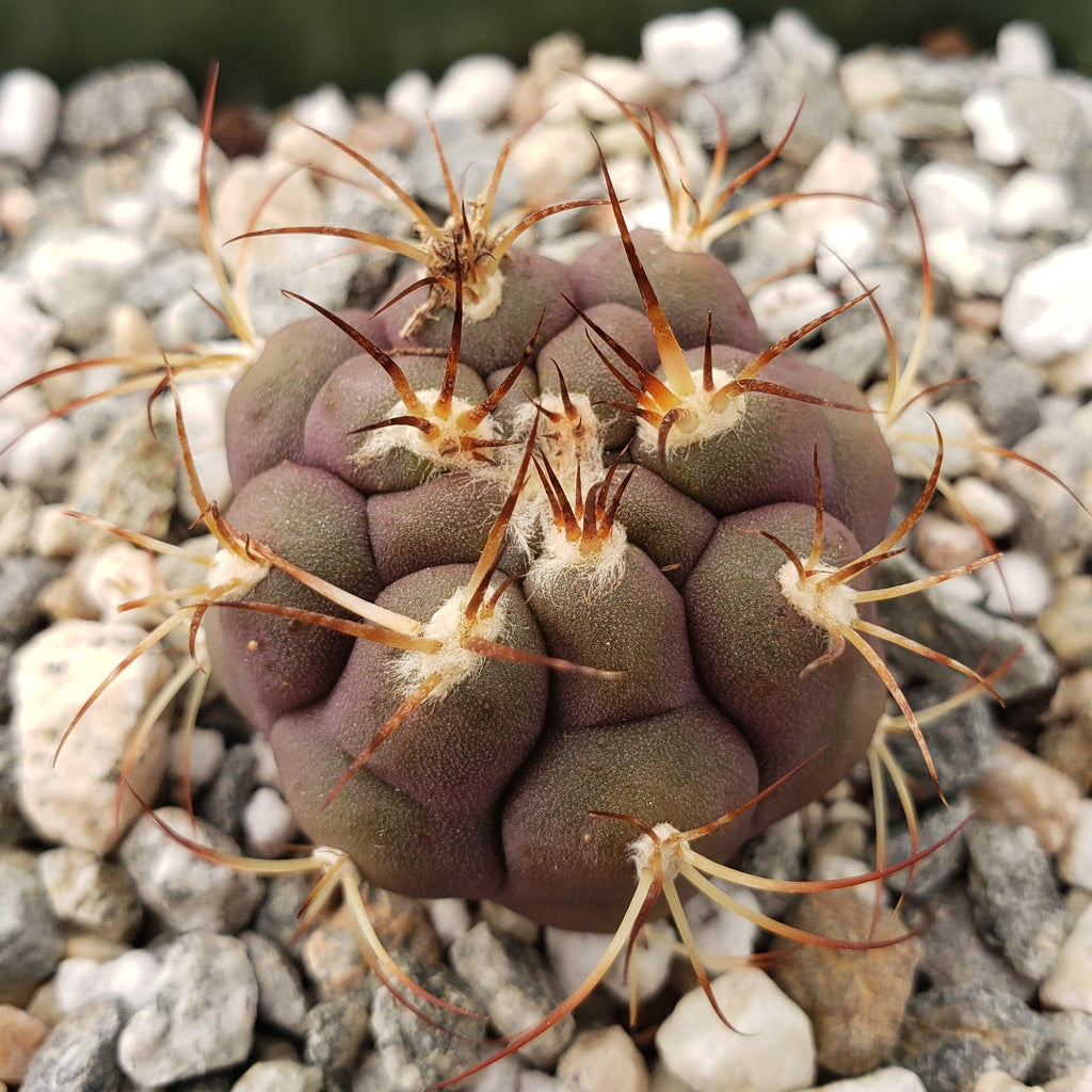 Gymnocalycium pflanzii albipulpa