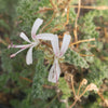 Pelargonium alternans