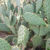 Opuntia engelmannii Pad cutting