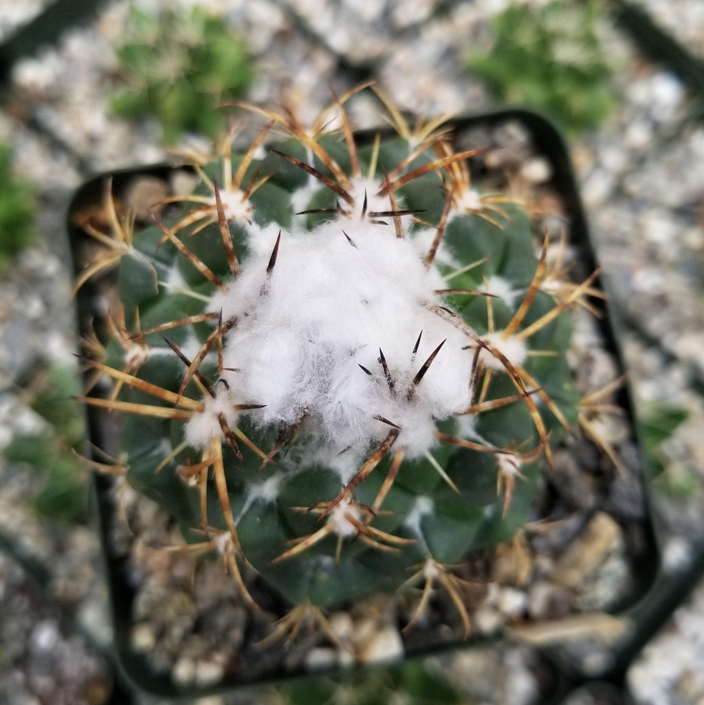 Coryphanta greenwoodii