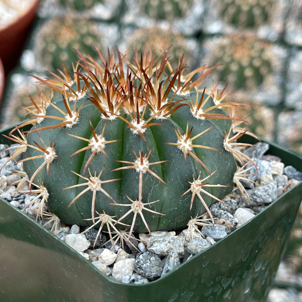 Melocactus conoideus