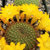 Rebutia marsoneri