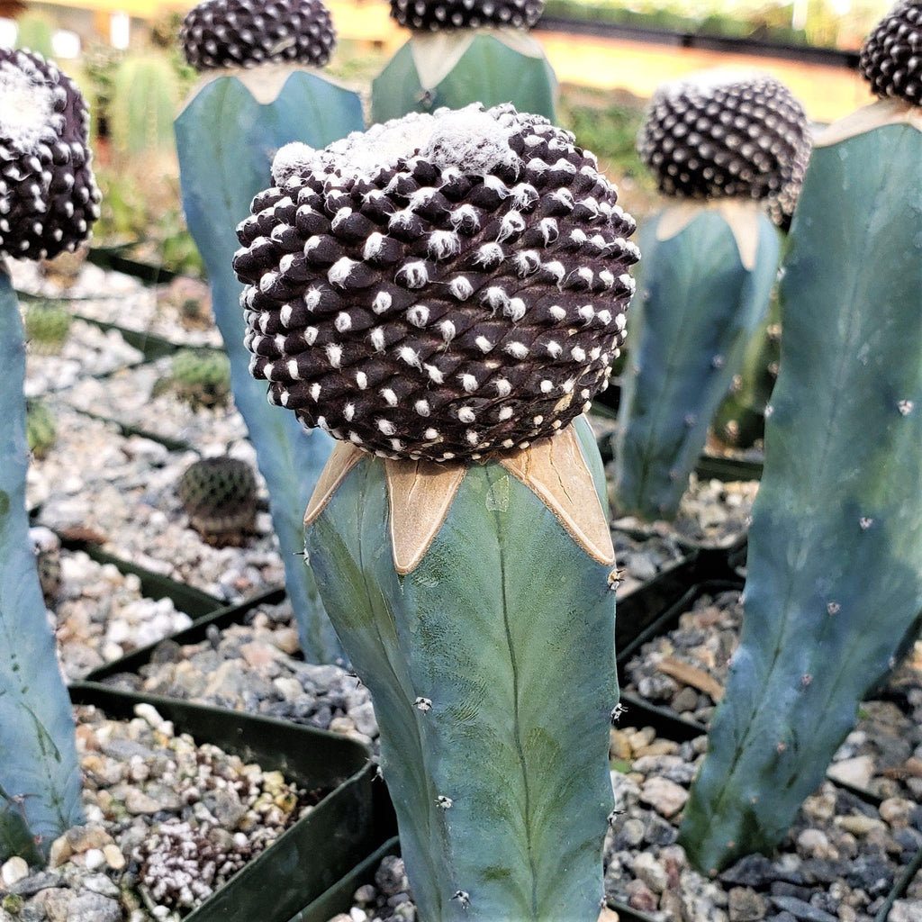Copiapoa tenuissima grafted Large