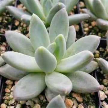 pachyveria succulent Pachyveria haagei