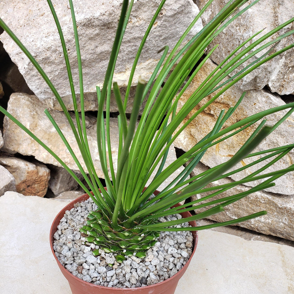 Agave geminiflora Large