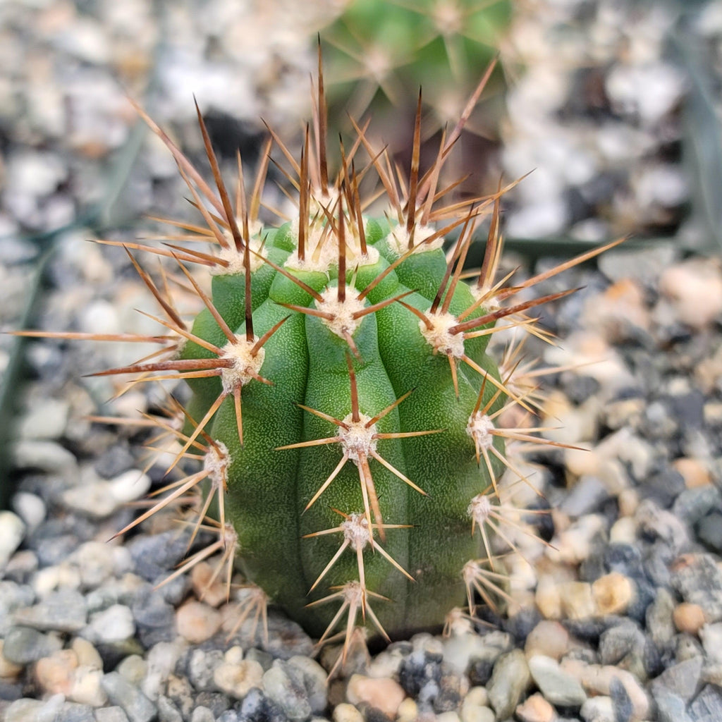 Azureocereus Browningia hertlingiana