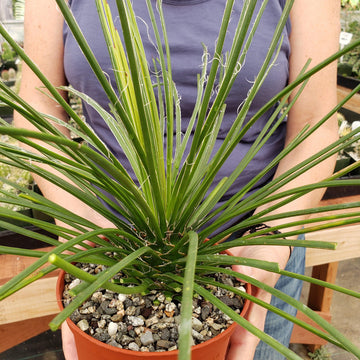 Agave geminiflora 4