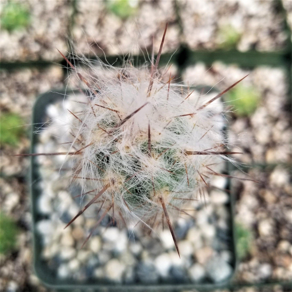 Oreocereus pseudofossulatus