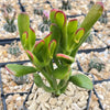 ET fingers - Variegated Jade Plant &