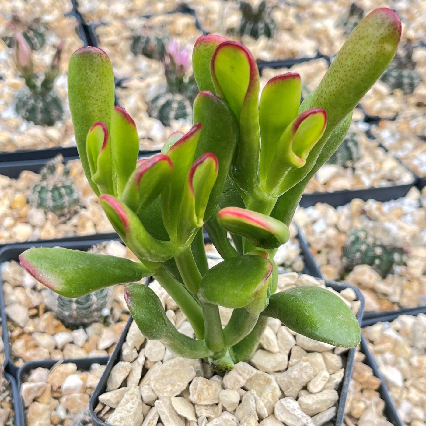 ET fingers - Variegated Jade Plant 'Crassula ovata variegata' - 6 