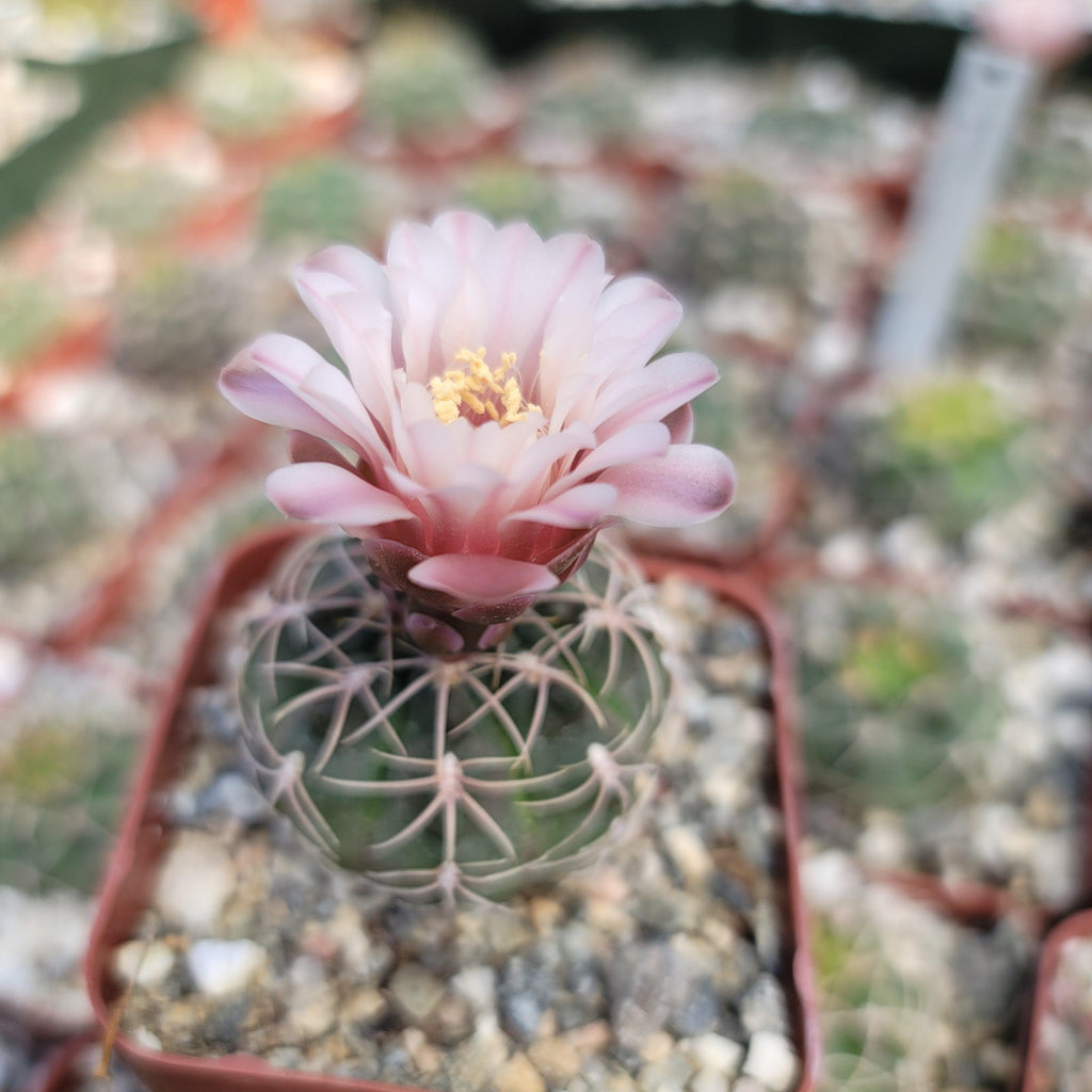 Gymnocalycium ritterianum