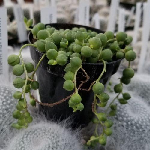 rosary bead succulent String of Pearls 'Senecio rowleyanus' 4" Pot / Black / With Pot