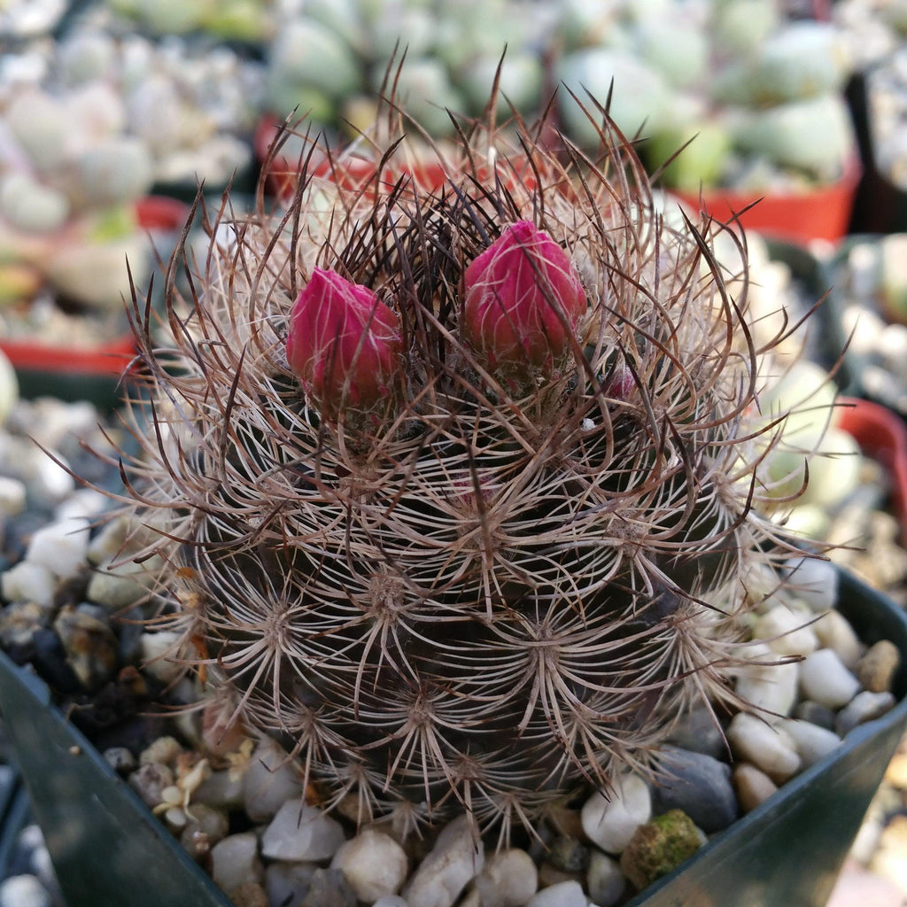 Neoporteria bicolor or Eriosyce islayensis