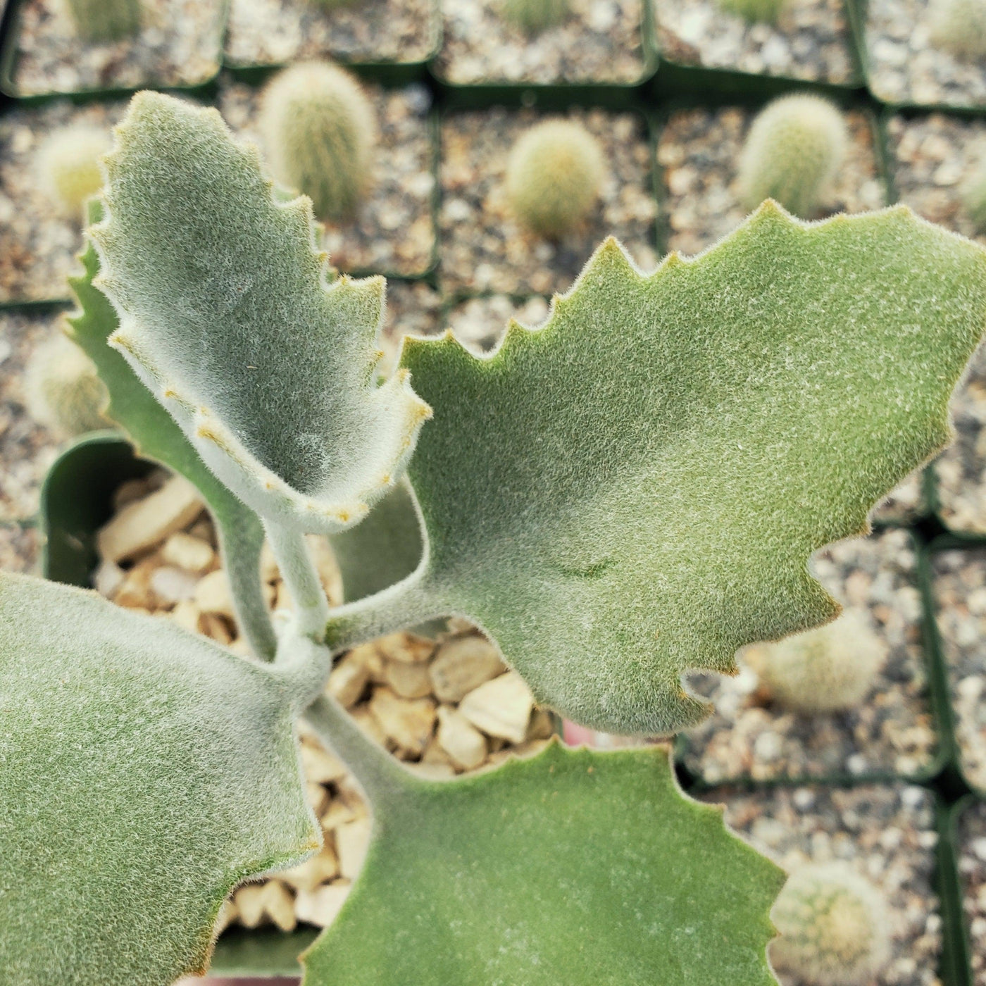 succulent with flat scalloped leaves Kalanchoe Millotii 4" Pot