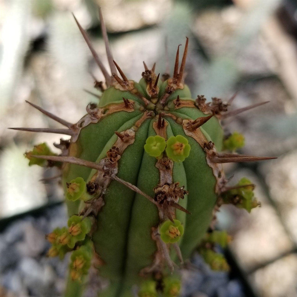 Euphorbia handiensis