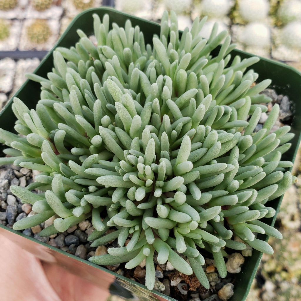 Delosperma sphalmanthoides