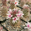 Mammillaria fraileana