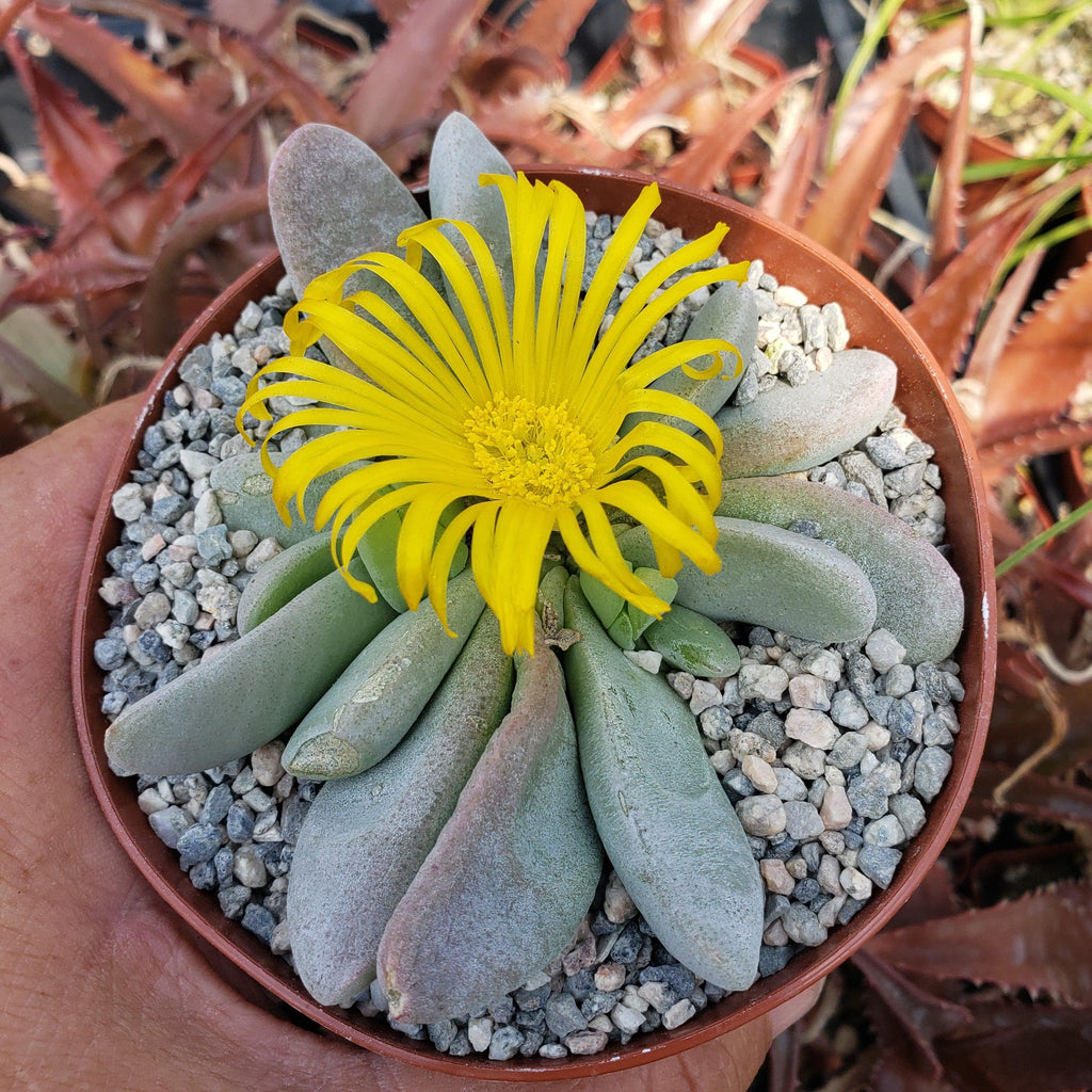Glottiphyllum oligocarpum